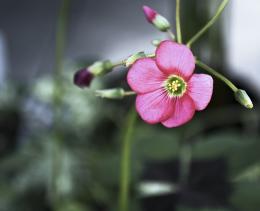 pretty pink flower